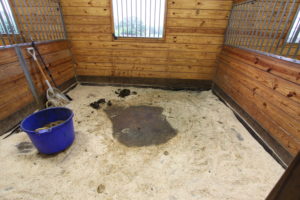 Is it possible to have cleaner stalls and shelters using less bedding? This method saves time and money too! Yes, this magical method really does exist. The Insightful Equine rotational bedding method is the trick to achieving such stall satisfaction.