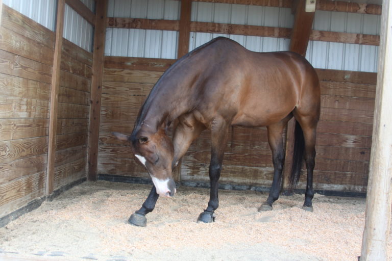 Stall liners work well to give horses a clean dry spot to get out of the mud in their run-in shelters.