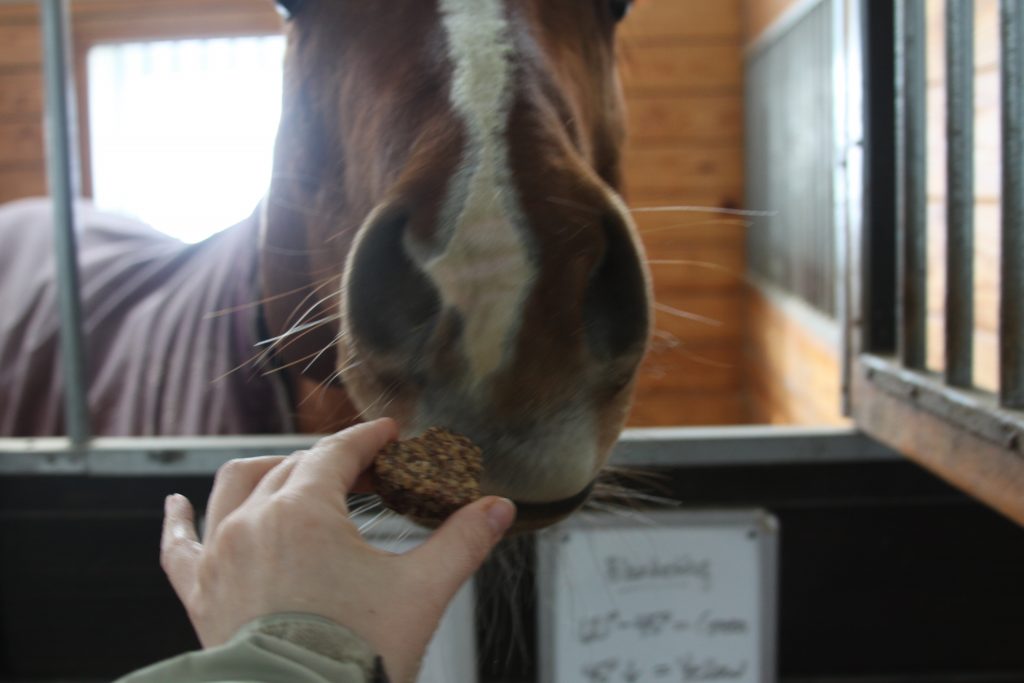 You can feel good about giving your horse a few extra treats when you know they are packed with beneficial omega 3s to help give them shiny coats and natural inflammation-fighting benefits without any artificial fillers. Check out the recipe at Insightful Equine.