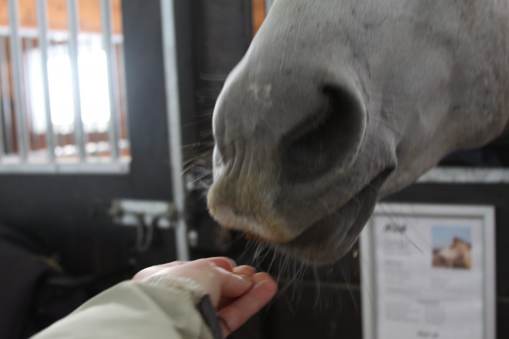 You can feel good about giving your horse a few extra treats when you know they are packed with beneficial omega 3s to help give them shiny coats and natural inflammation-fighting benefits without any artificial fillers. Check out the recipe at Insightful Equine.