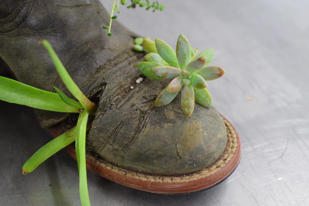 When your riding boots are far beyond saving it's time to repurpose them. Give those well-loved boots new life by turning them into a succulent planter. They're the perfect way to remember all the great rides you had in them.