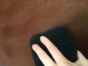 Read more about the article My Horse’s New Favorite Grooming Tool