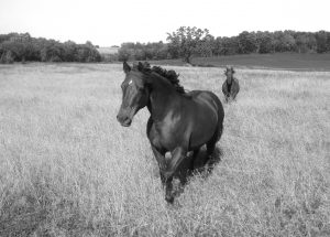 Read more about the article Powerful Solutions To Help Your Horse Overcome Anxiety