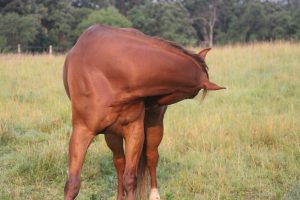 Read more about the article Stretches For Horses – Increase Flexibility & Range Of Motion