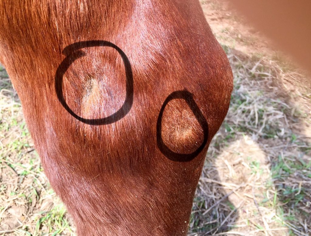 Hock sores are more than just unsightly scuffs on your horse's legs and it takes more than just extra fluffy bedding to fix them. Get the whole scoop and get rid of the sores faster.