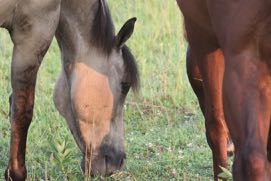 Read more about the article The Worrier’s Guide To Preventing Colic In Horses