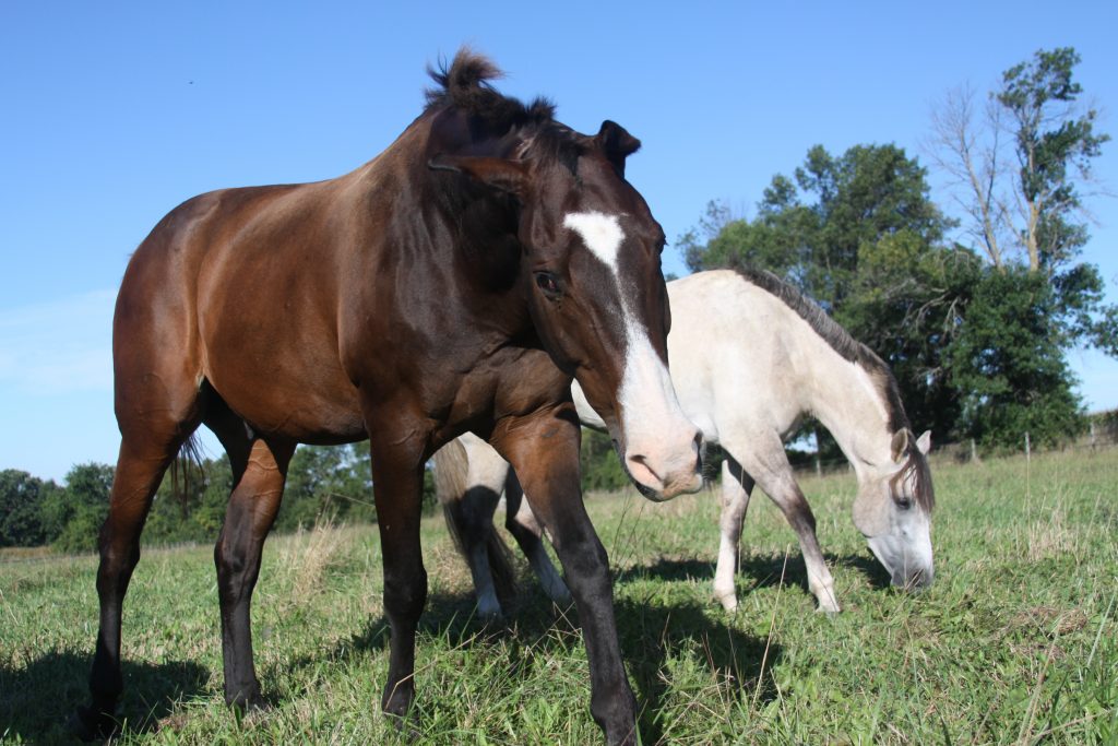 Read more about the article Seven Strategies To Tame The Hangry Horse