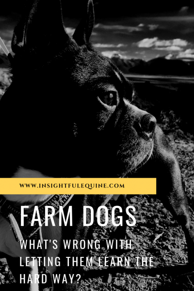 How to keep your farm dog safe and build great skills to stay safe around horses
