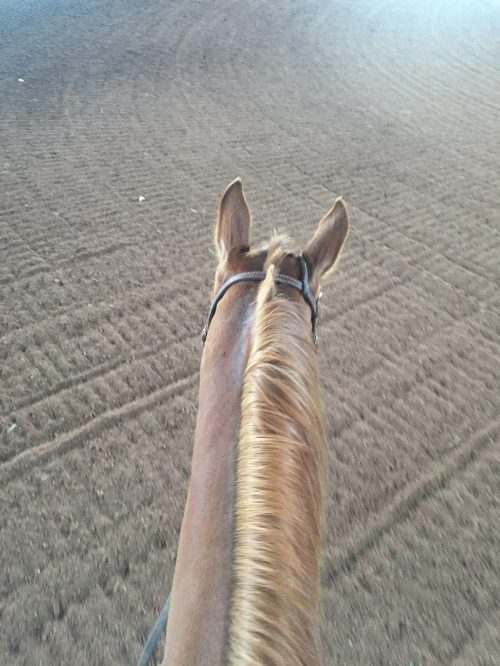 Nothing beats riding on a freshly groomed arena. Insightful Equine is sharing their top five arena footings hacks. Learn how to groom your arena footings like a pro to get the most out of your riding surface without spending a ton of money. Your horse will ride better on good footings. Check out all the resourceful equestrian tips.