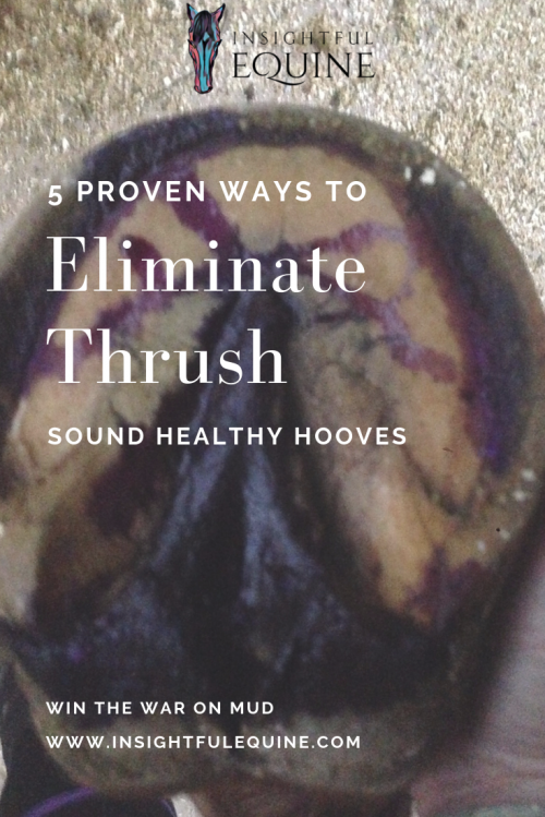 Insightful Equine is sharing our best tips for eliminating thrush so your horse can get back to riding with sound healthy hooves.
