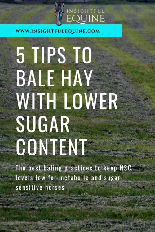 Time, temperature, and conditions make a huge difference in how much sugar content hay has. Use these tips to bale lower NSC hay for your sugar sensitive horses.