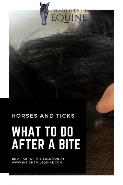 Tired of finding ticks on your horses and feeling helpless? The NETS project for tick research wants you to get involved by sending in your ticks to help find equine friendly solutions.