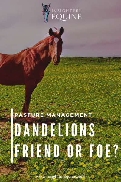 Are dandelions good for horses or should you be eliminating them from your pastures? Don't bust out the weed killer before you check out all the benefits of this sunny yellow superfood.