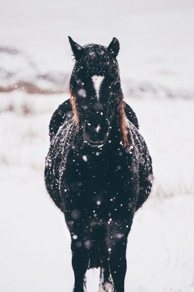 Sam from Red Dog Ranch shares ways of balancing the Water Element to support your horse and yourself during winter.